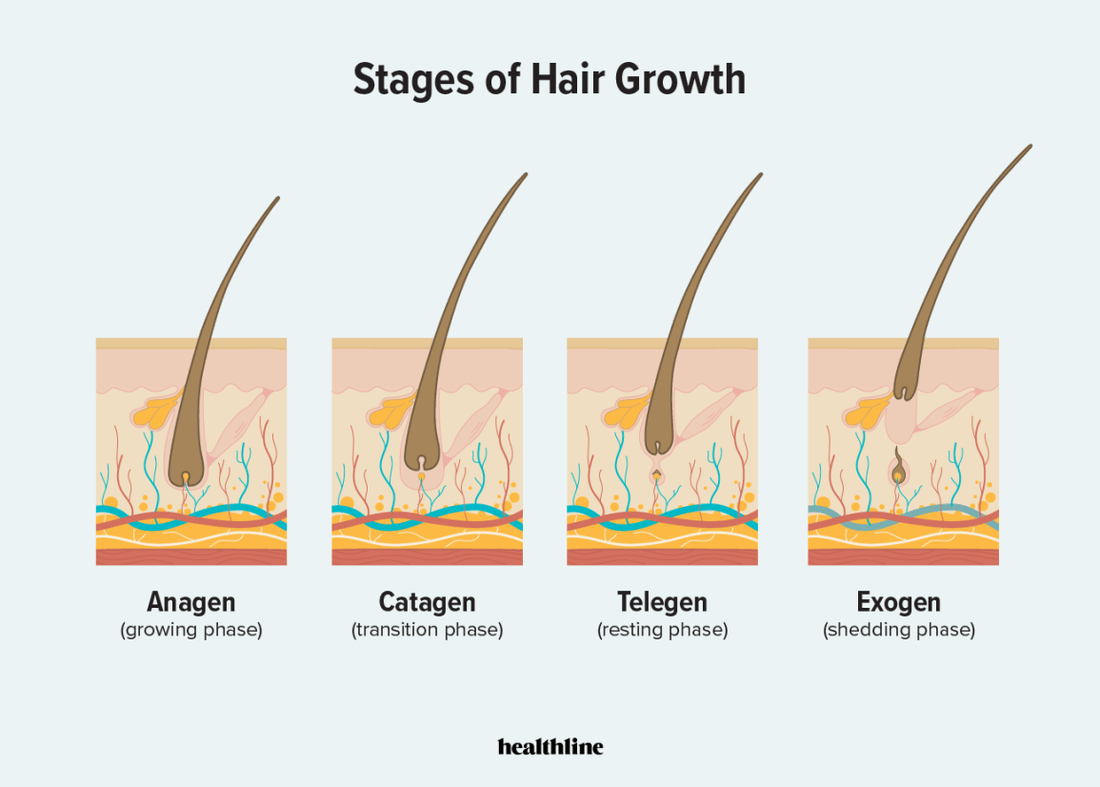 Life Cycle of Hair: Four Phases and Regulations