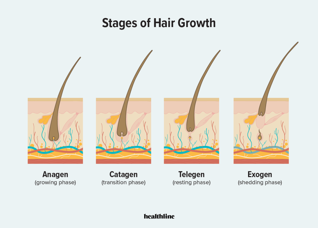 ghk-cu prolongs anagen phase hair cycle Curious how copper peptides can help your hair? From boosting scalp circulation to supporting collagen and follicle health, copper peptides (GHK -Cu) are emerging as a promising tool for growth. Swipe Hair Care 18+ Universal Set Dermatocosmetics Firming For Hair Growth Nourishment Anti Hair Loss Unisex All Hair Types Netherlands Hair Treatment Care and Treatment Products Netherlands Shampoo Hair Conditioner Hair Serum Catagen Phase: Understanding The Hair