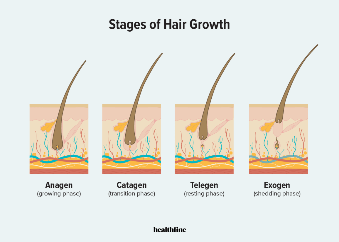 https://thetruetherapy.com/cdn/shop/articles/What-Are-the-Four-Stages-of-Hair-Growth_50561a42-a5c8-4103-b42b-c4211dc93e53.png?v=1770373993&width=1155